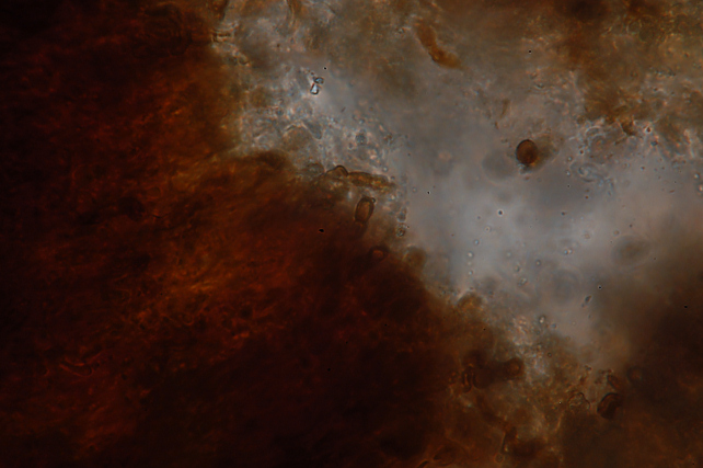 Forse non sarà un Aphyllophorales (Peniophora polygonia)